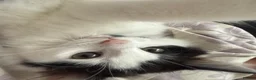 Mixed Breed cats for sale: A black and white kitten. Long haired Male - Advert 5