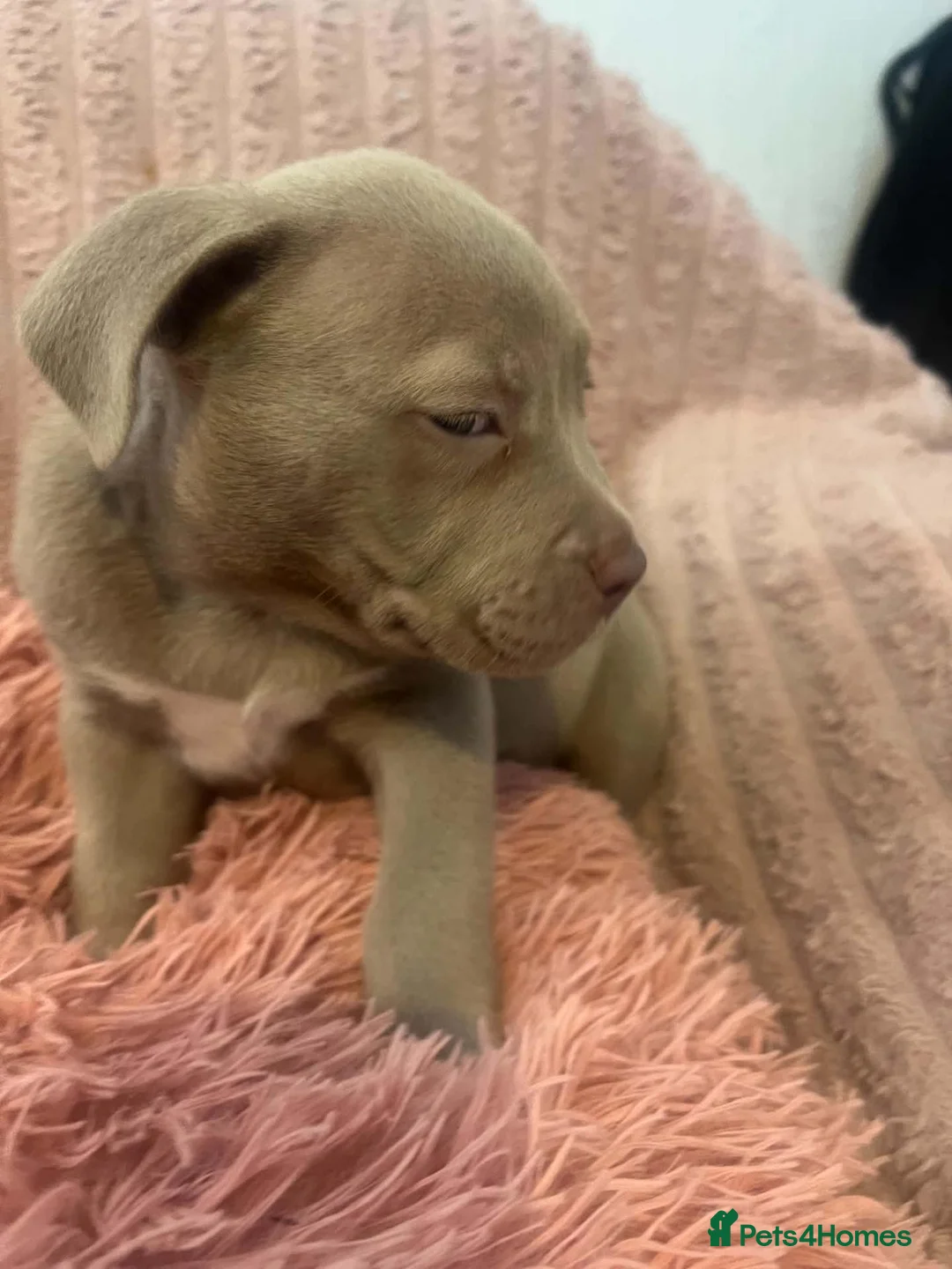 American Bully dogs for sale: Beautifully bully pups 8 week old  in Accrington - Advert 9