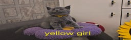 British Shorthair cats for sale: British Blue Shorthair kittens, GCCF pedigree - Advert 5