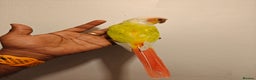 Conures birds for sale: Beautiful tammed Suncheek conure - Advert 5