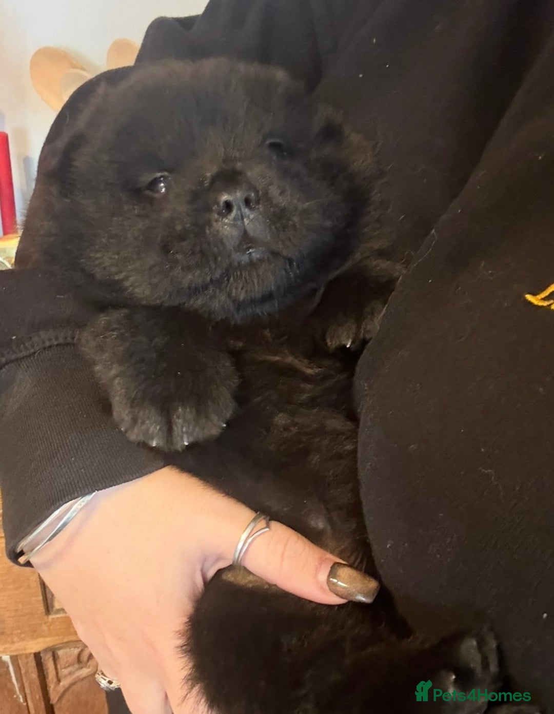 Chow Chow dogs for sale: One boy chow chow puppy  - Image 8