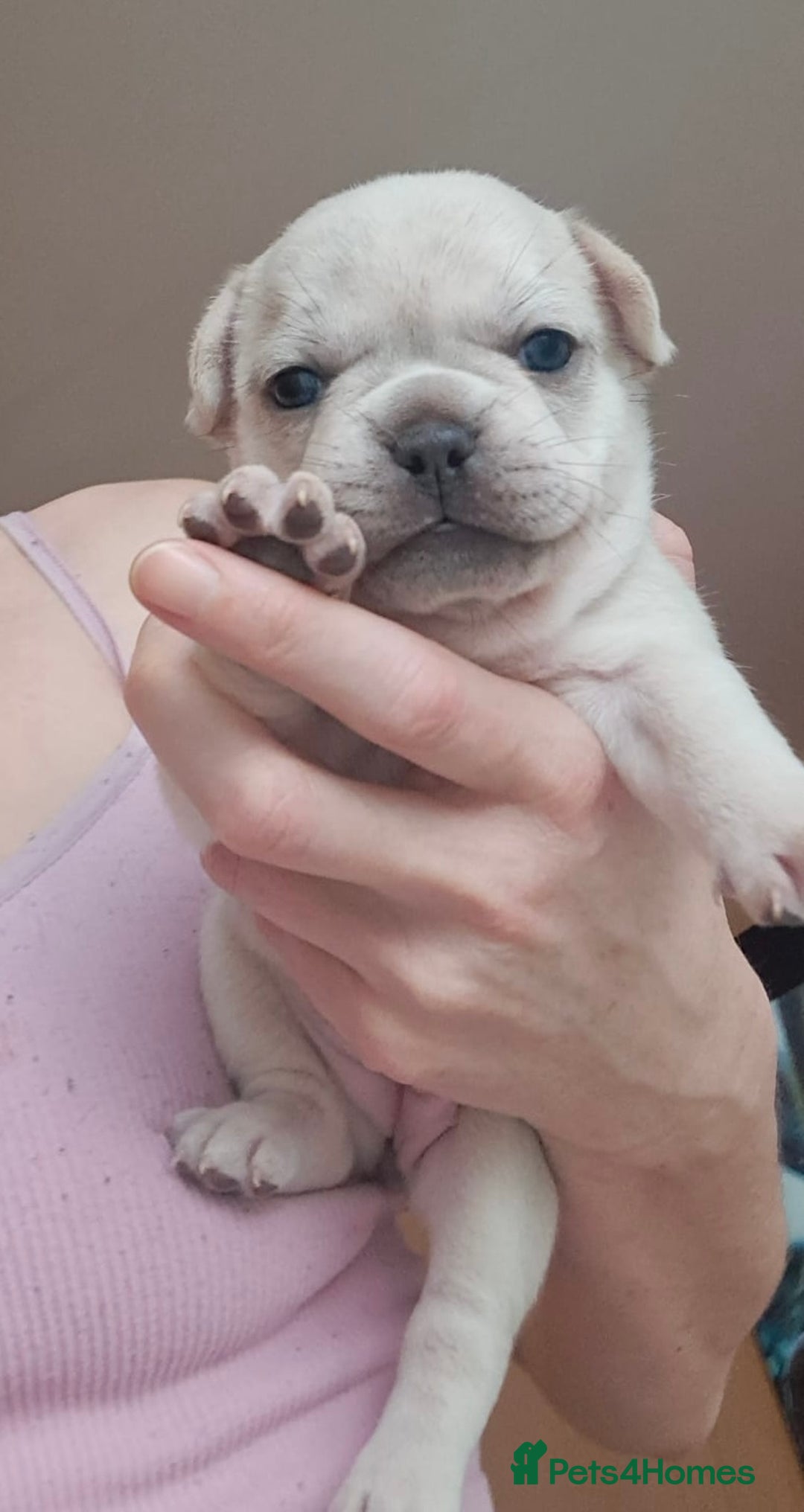 French Bulldog dogs for sale: Chunky french bulldog - Image 21