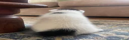 Mixed Breed cats for sale: Kittens for sale  - Advert 7