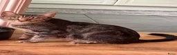Mixed Breed cats for sale: Mixed Breed kittens in Attleborough - Advert 24