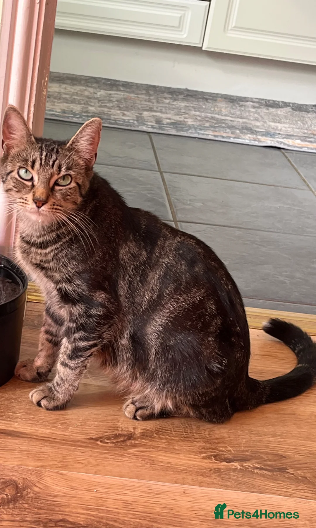 Mixed Breed cats for sale: Mixed Breed kittens in Attleborough - Advert 24
