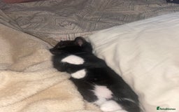 Mixed Breed cats for sale: BEAUTIFUL BLACK AND WHITE KITTENS 🐱  - Image 4