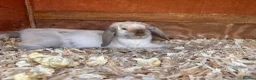 Mixed Breed rabbits for sale: Baby Rabbits  - Advert 3