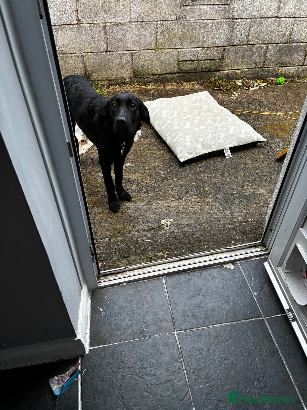 Labrador Retriever dogs for sale: 7 month old lab - Image 5