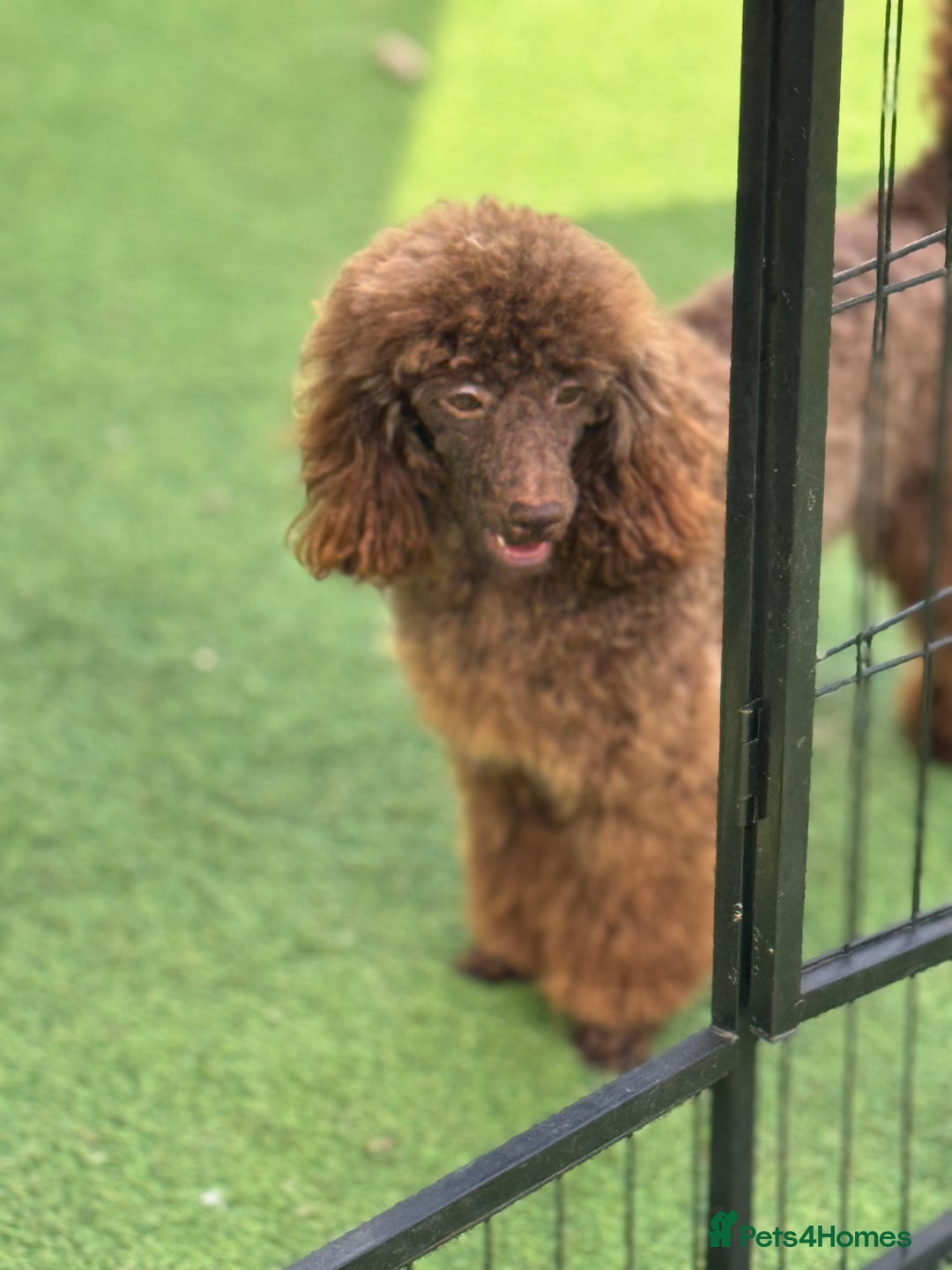 Miniature Poodle dogs for sale: DNA H/Tested Miniature poodle  - Image 4