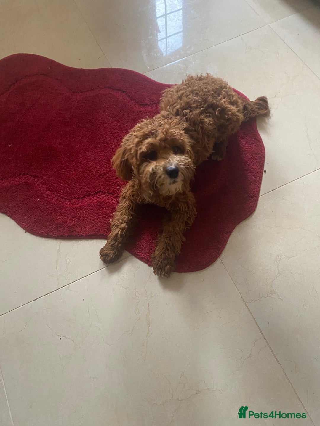 Cavapoo dogs for sale: F1 fox red cava poo girl available now  - Advert 5