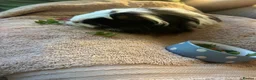 Guinea Pig rodents for sale: Baby girl tri-colour guinea pig  - Advert 3