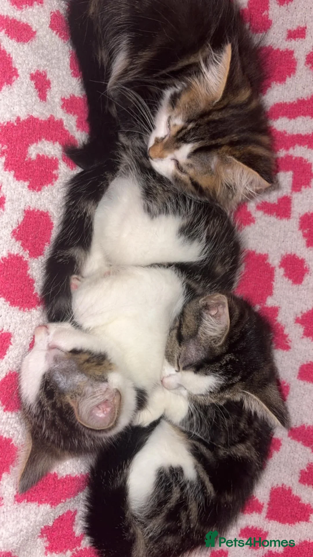 Mixed Breed cats for sale: Gorgeous kittens in Dukinfield - Advert 19