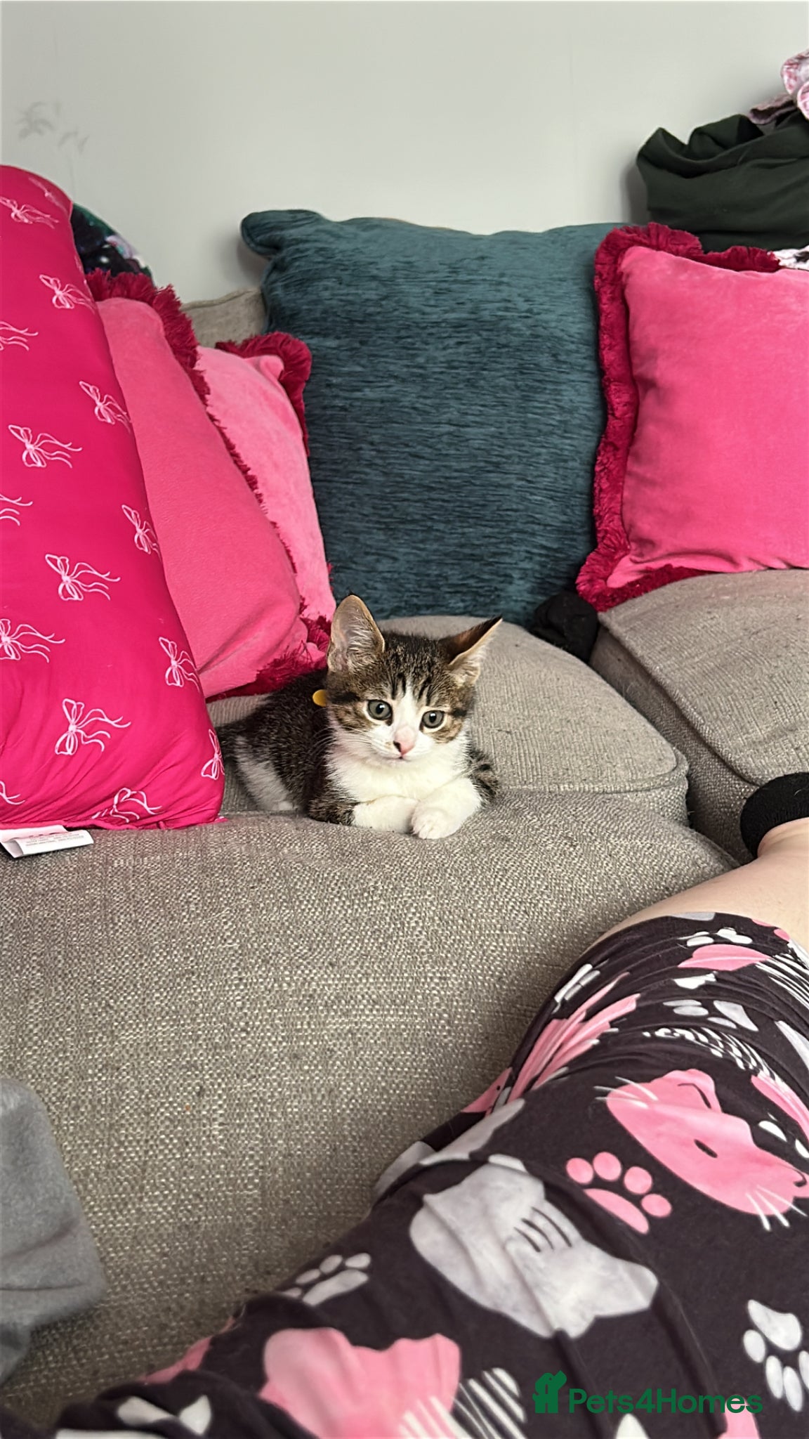 Mixed Breed cats Female tabby kitten - Advert 1