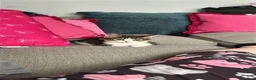 Mixed Breed cats for sale: Female tabby kitten - Advert 1