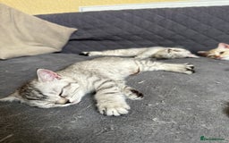 British Shorthair cats for sale: Stunning British Shorthair  - Image 15
