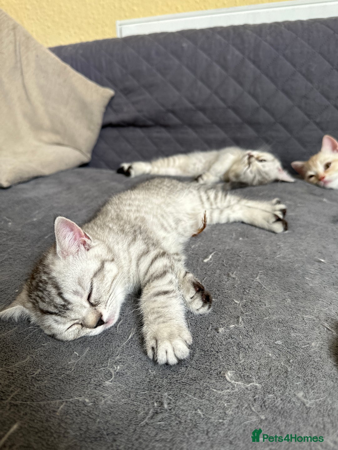 British Shorthair cats for sale: Stunning British Shorthair  - Image 15