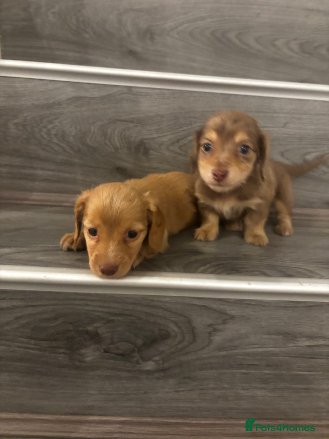 Miniature Dachshund dogs for sale: Long haired cream Puppies  - Advert 3