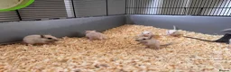 Gerbil rodents for sale: Gerbils for sale  - Advert 6
