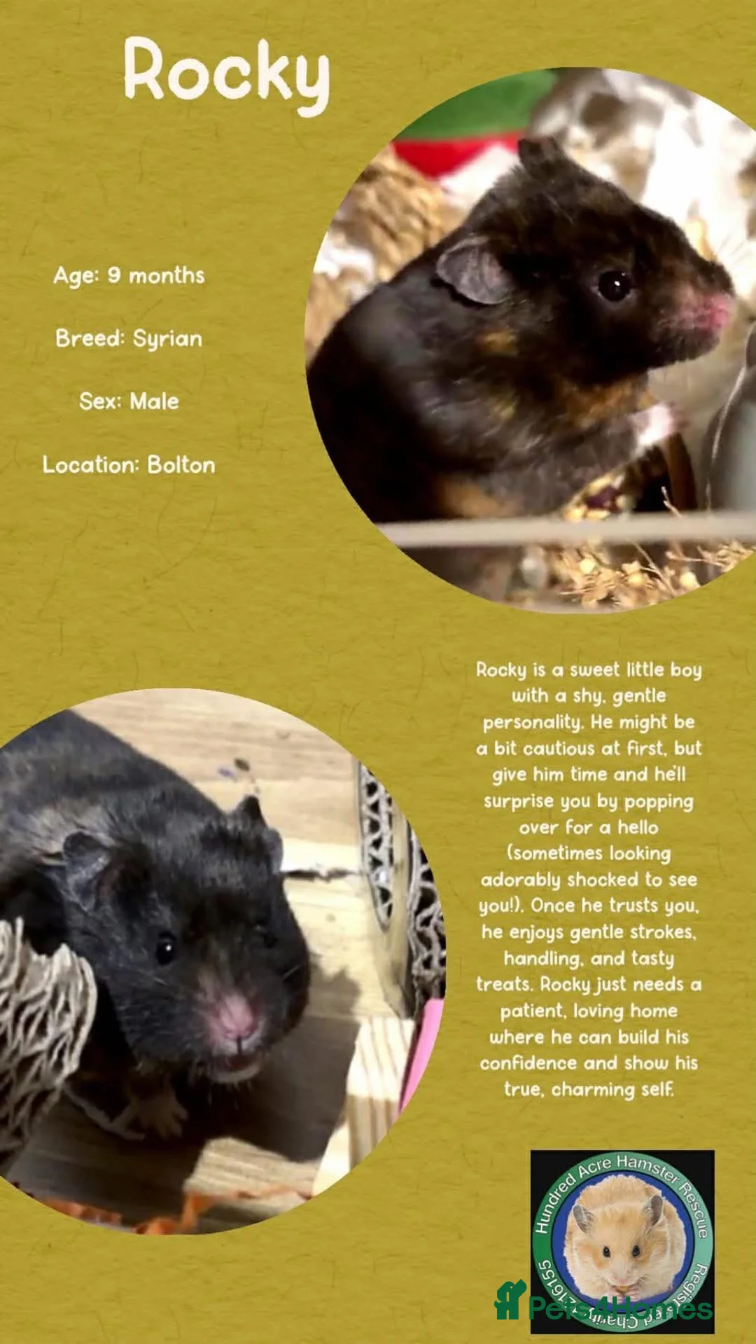 Hamster rodents for sale: Hamsters for adoption  - Advert 5