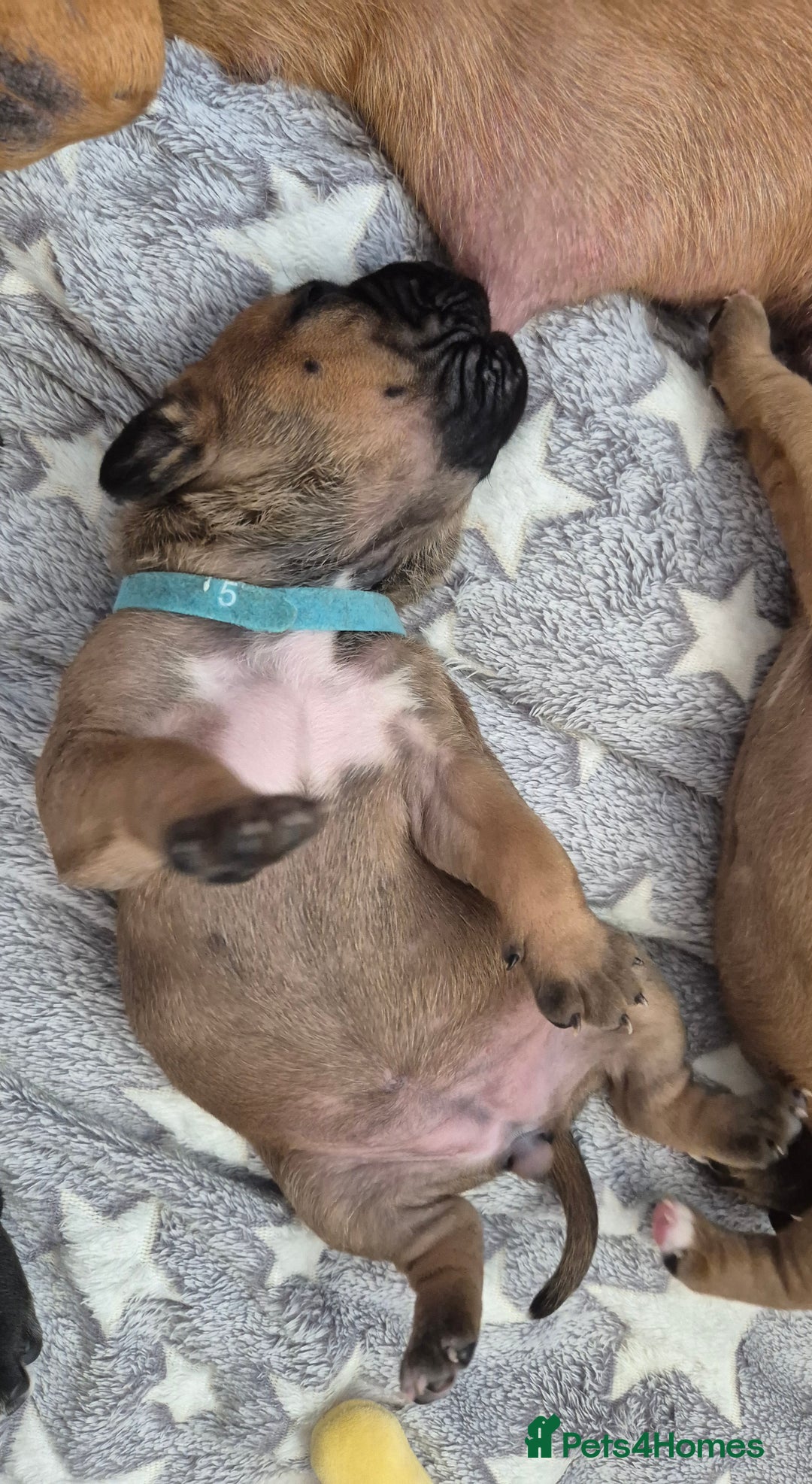 Mixed Breed dogs for sale: Bullmastiff x puppies 🐶  - Image 12
