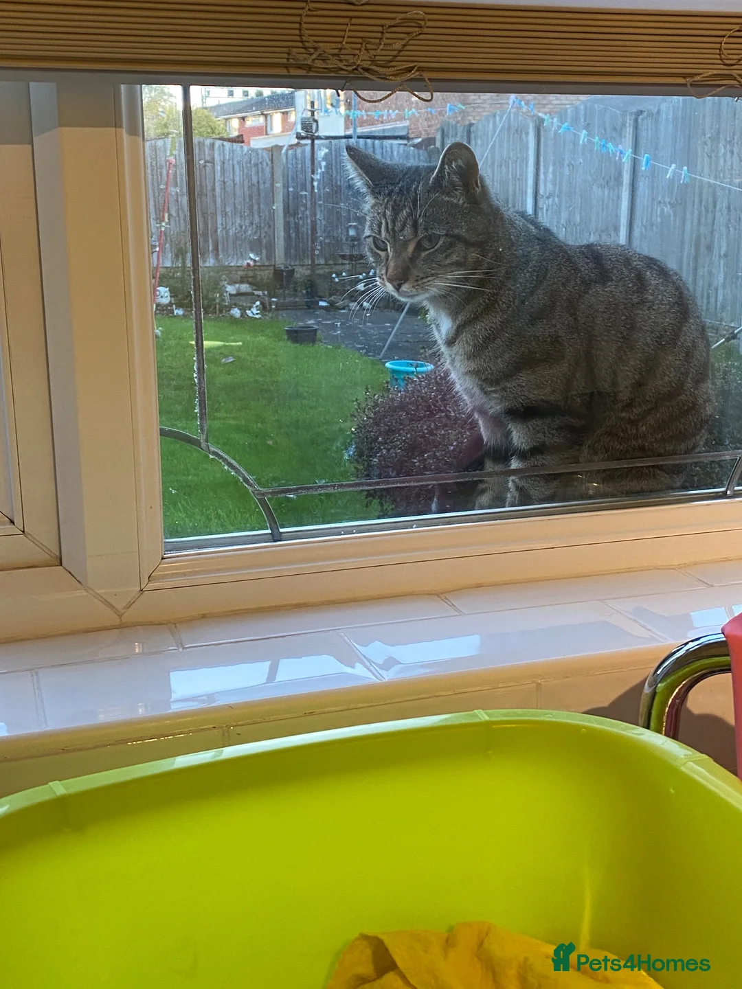 Mixed Breed cats for sale: Ziggy  in Birmingham - Advert 4