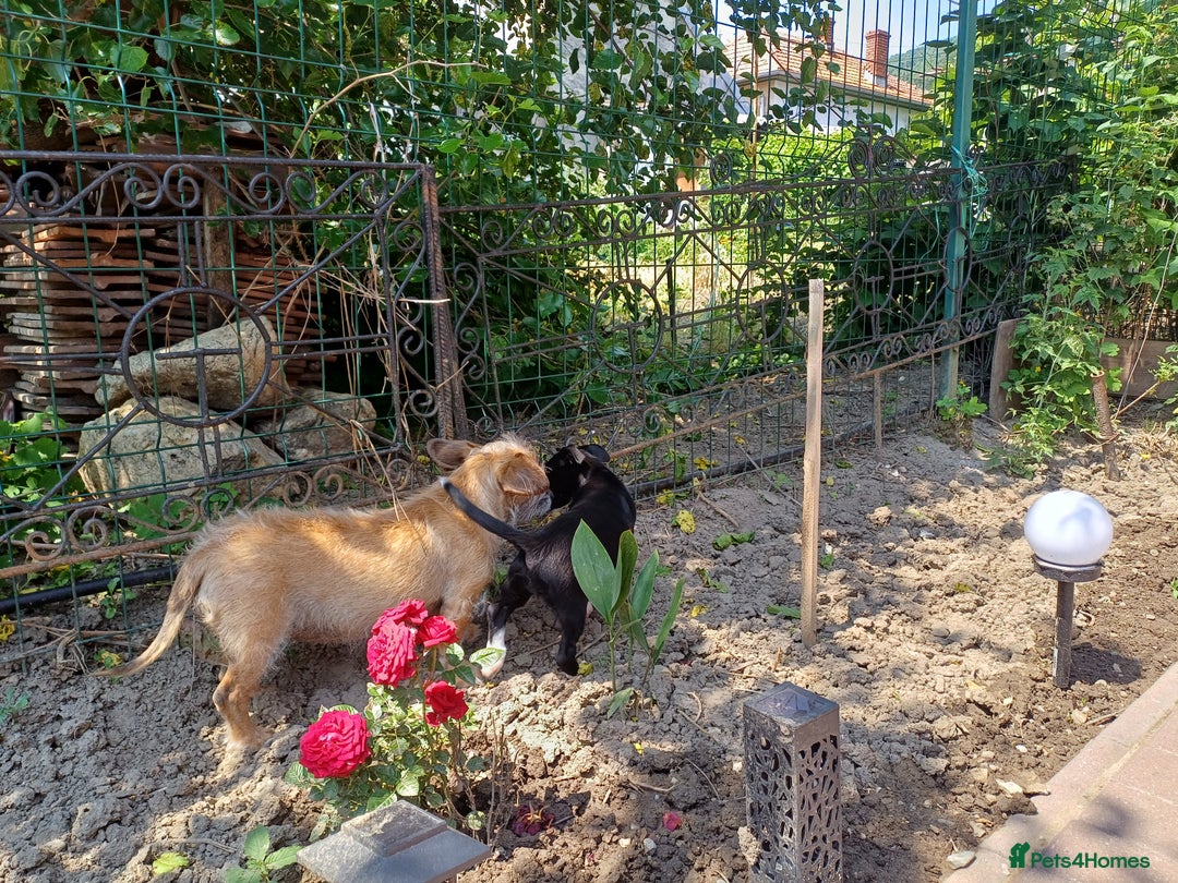 Mixed Breed dogs for adoption: Meet LUNA, a Lovely Puppy Girl - for a Loving Home - Image 4