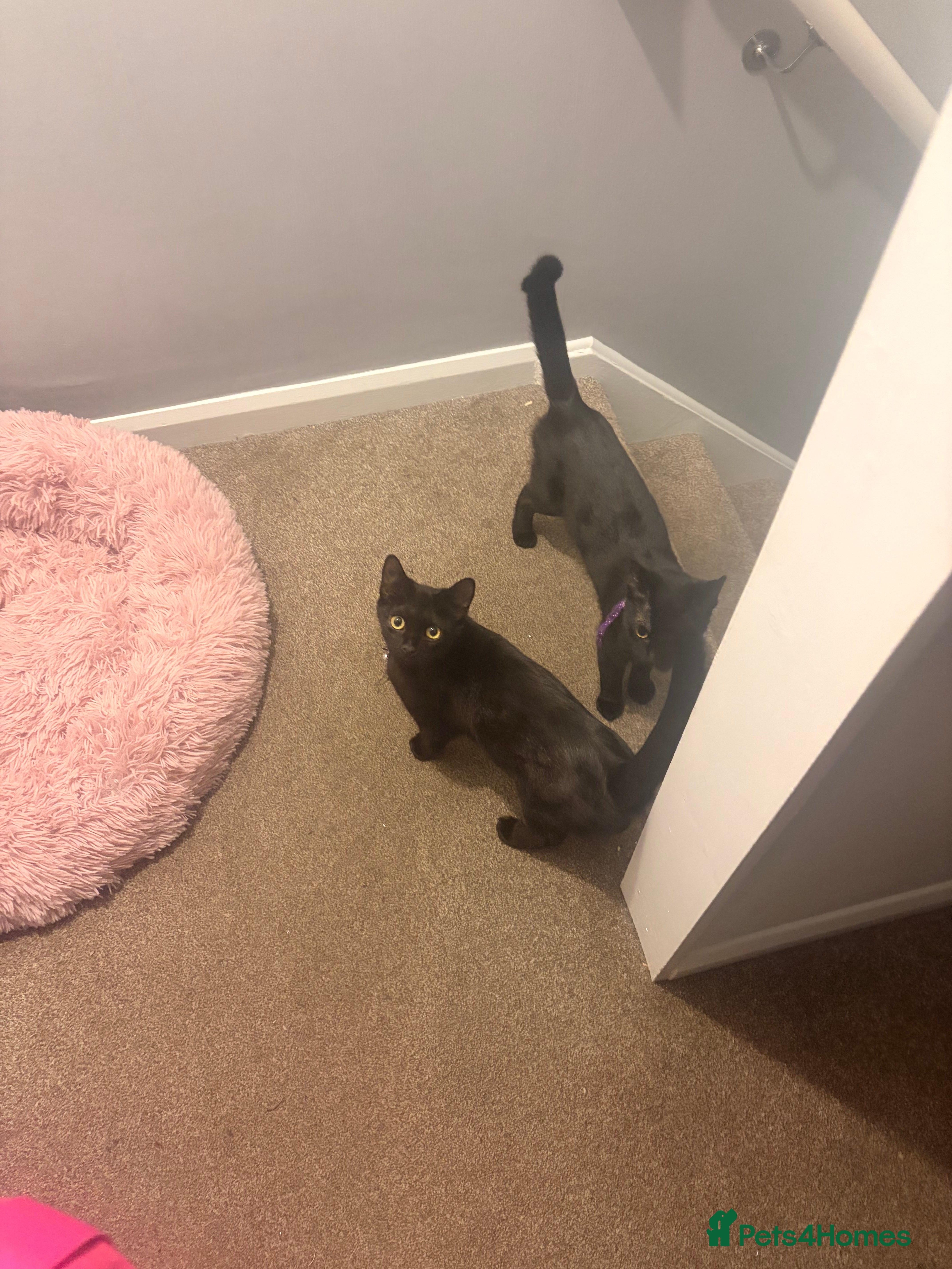 Mixed Breed cats Rosie & daisy  - Advert 1