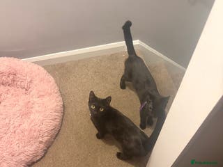 Mixed Breed cats Rosie & daisy - Advert 16