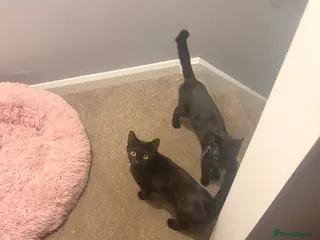 Mixed Breed cats Rosie & daisy - Advert 6