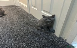 British Shorthair cats for sale: 2 girls 2 boys British shorthair ready to leave  - Image 3