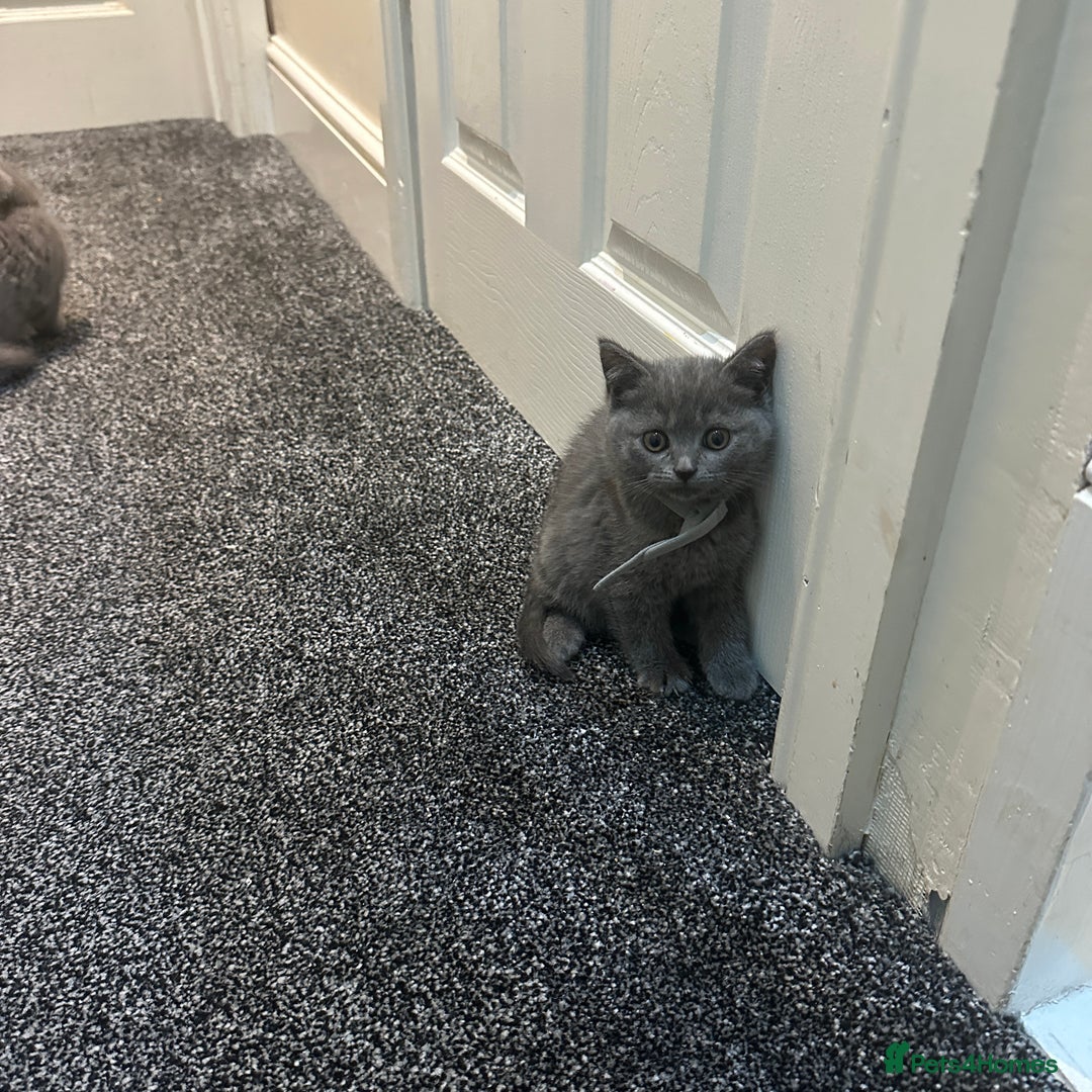 British Shorthair cats for sale: 2 girls 2 boys British shorthair ready to leave  - Image 3