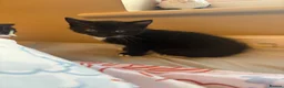 Domestic Shorthair cats for sale:  3 kittens  - Advert 3