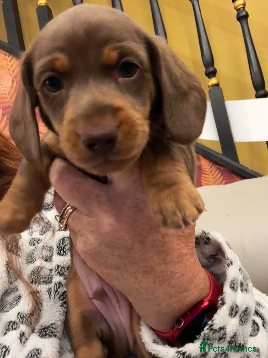 Miniature Dachshund dogs for sale: READY NOW Stunning miniature dachshund pups in Mirfield - Image 5