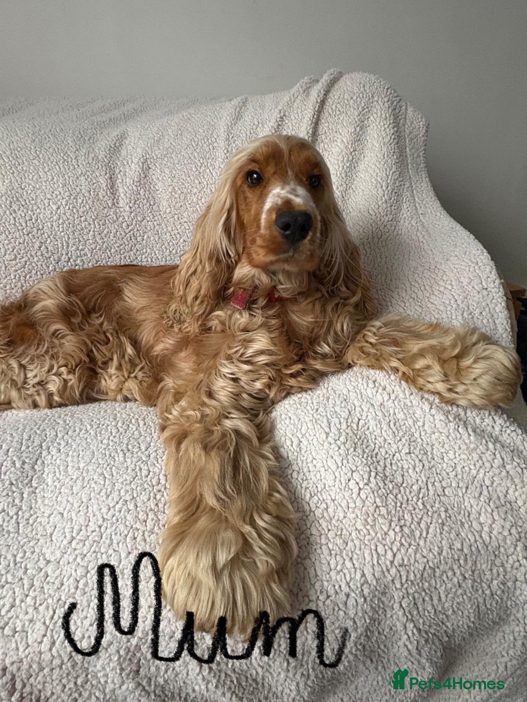 Cockapoo dogs for sale: *Adorable Gold & Red Puppies availble* - Advert 2