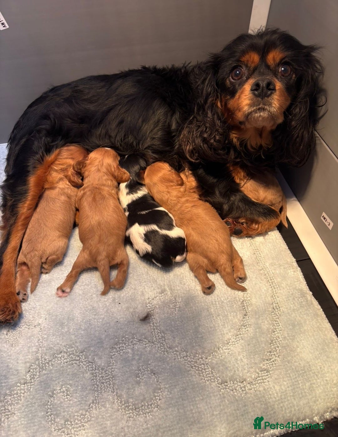 Cavalier King Charles Spaniel dogs for sale: Beautiful Cavalier King Charles babies ❤️ - Advert 1