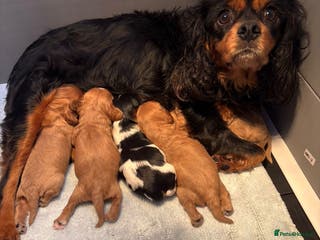 Cavalier King Charles Spaniel dogs Beautiful Cavalier King Charles babies ❤️ - Advert 1