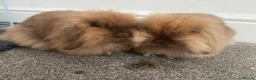 Mini Lion Lop rabbits for sale: 2 beautiful mini lion loop rabbits sister in Liverpool - Advert 2
