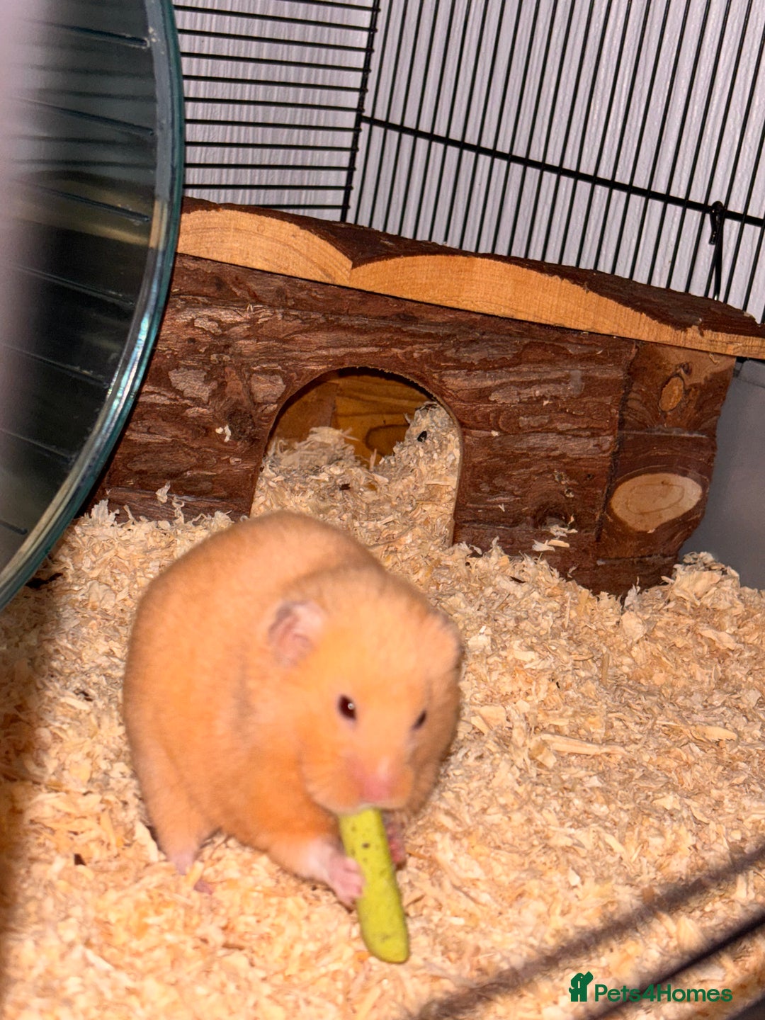 Hamster rodents for sale: Syrian Hamster (Draco) for rehome - Advert 2