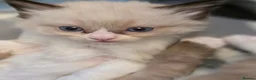 Ragdoll cats for sale: Chunky cuddly ragdoll pedigree kittens - Advert 13