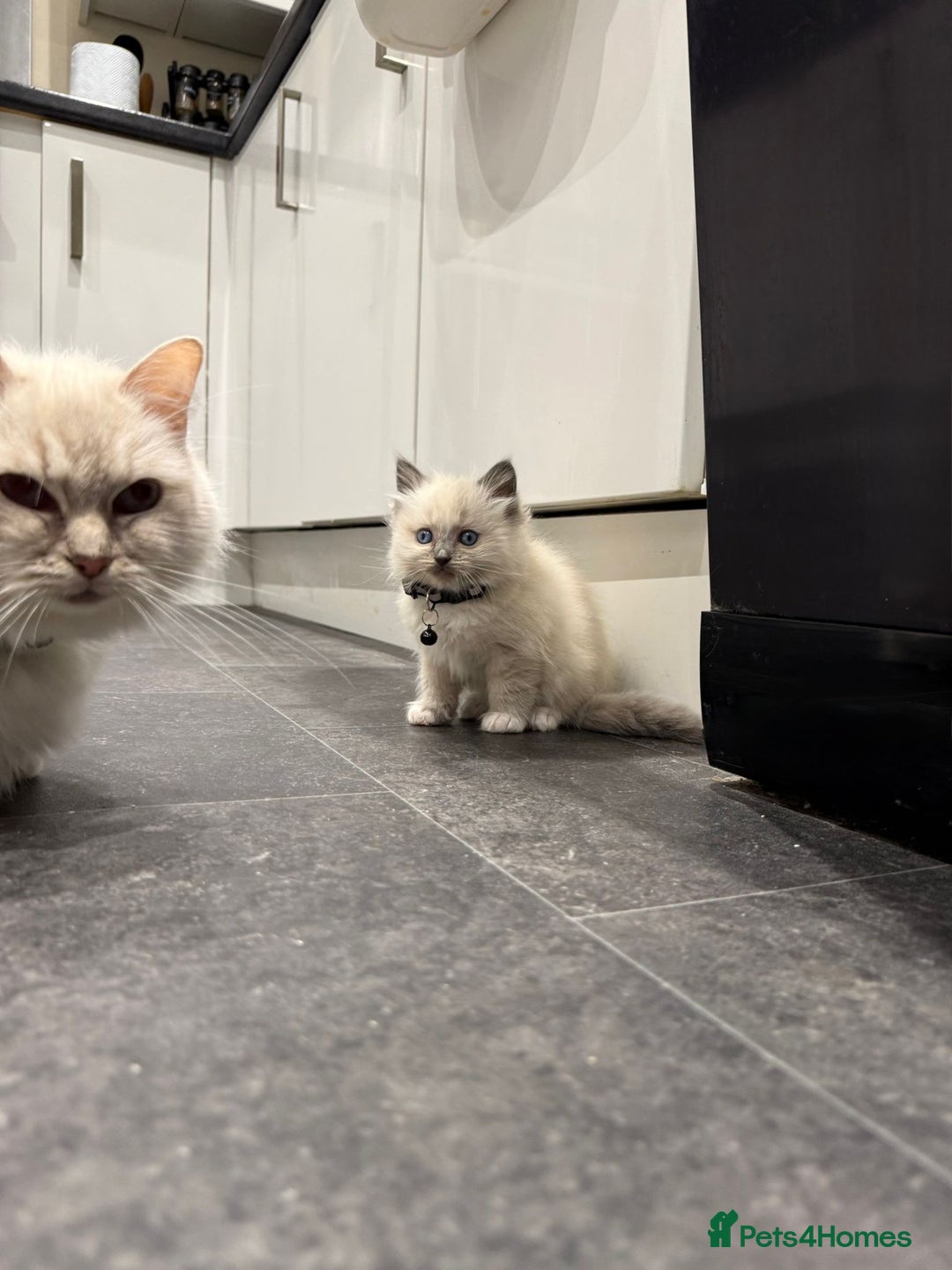 Ragdoll cats for sale: Adorable Pure Ragdoll Kittens - Advert 20