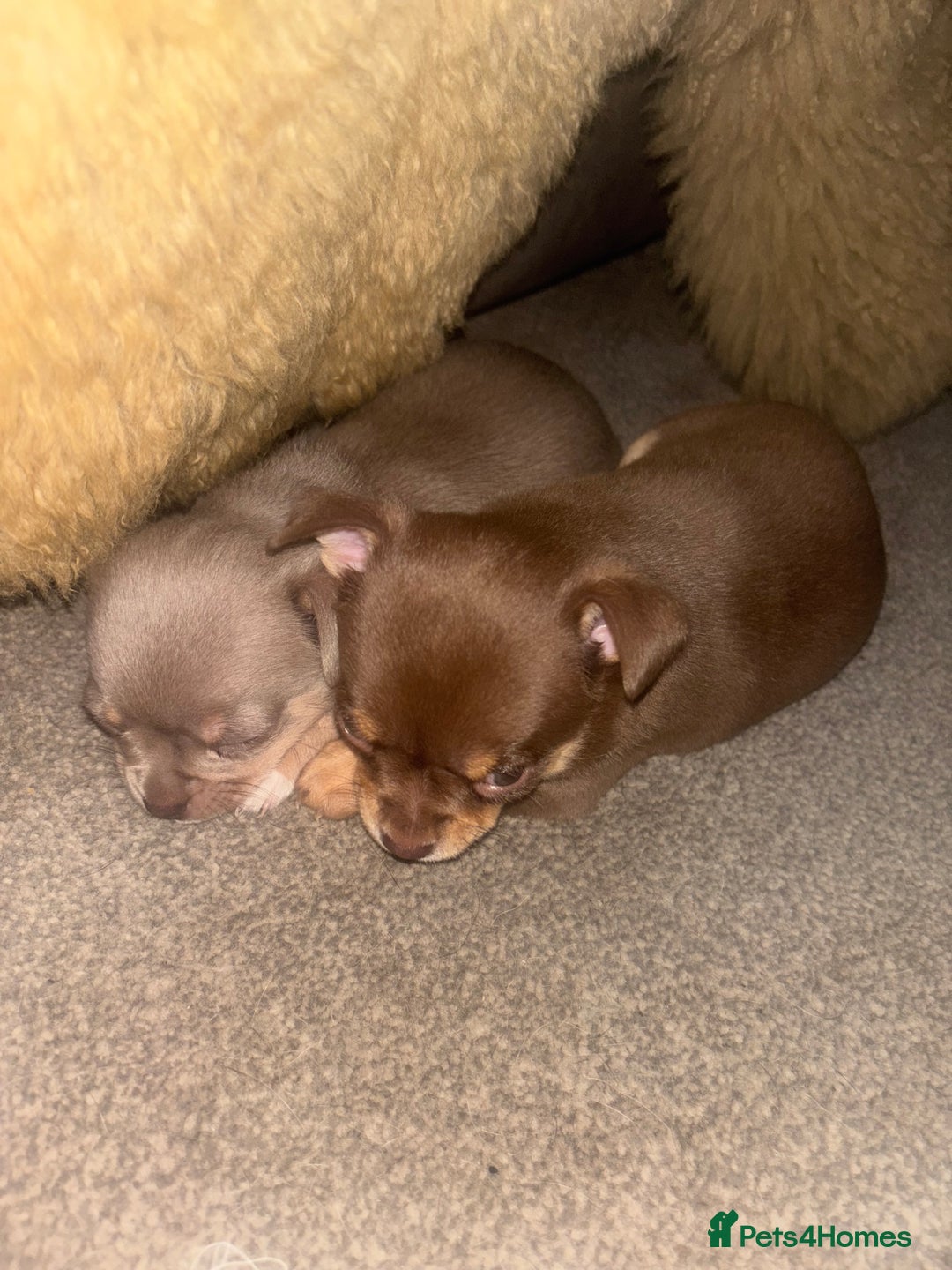 Chihuahua dogs for sale: Chihuahua  - Image 2