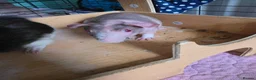Guinea Pig rodents for sale: Skinny pigs.. 2 females 2 males in Croydon - Advert 9