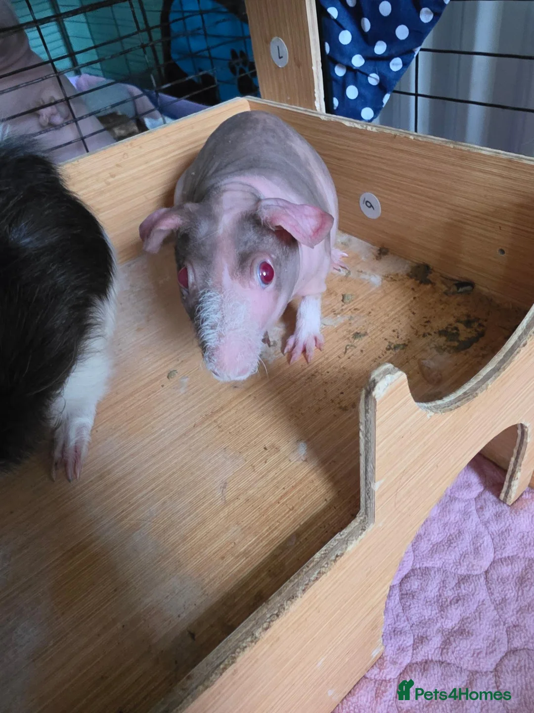 Guinea Pig rodents for sale: Skinny pigs.. 2 females 2 males in Croydon - Advert 9