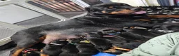 Rottweiler dogs for sale: Last male rottweiler pup need forever homes - Advert 8