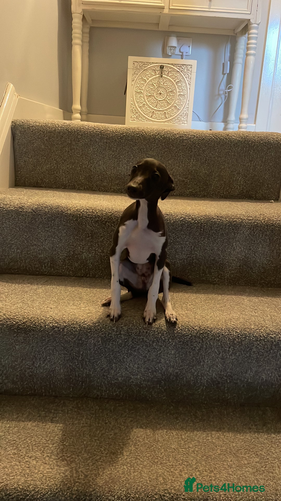 Italian Greyhound dogs for stud: Italian Greyhound (miniature) STUD PROVEN - Image 4