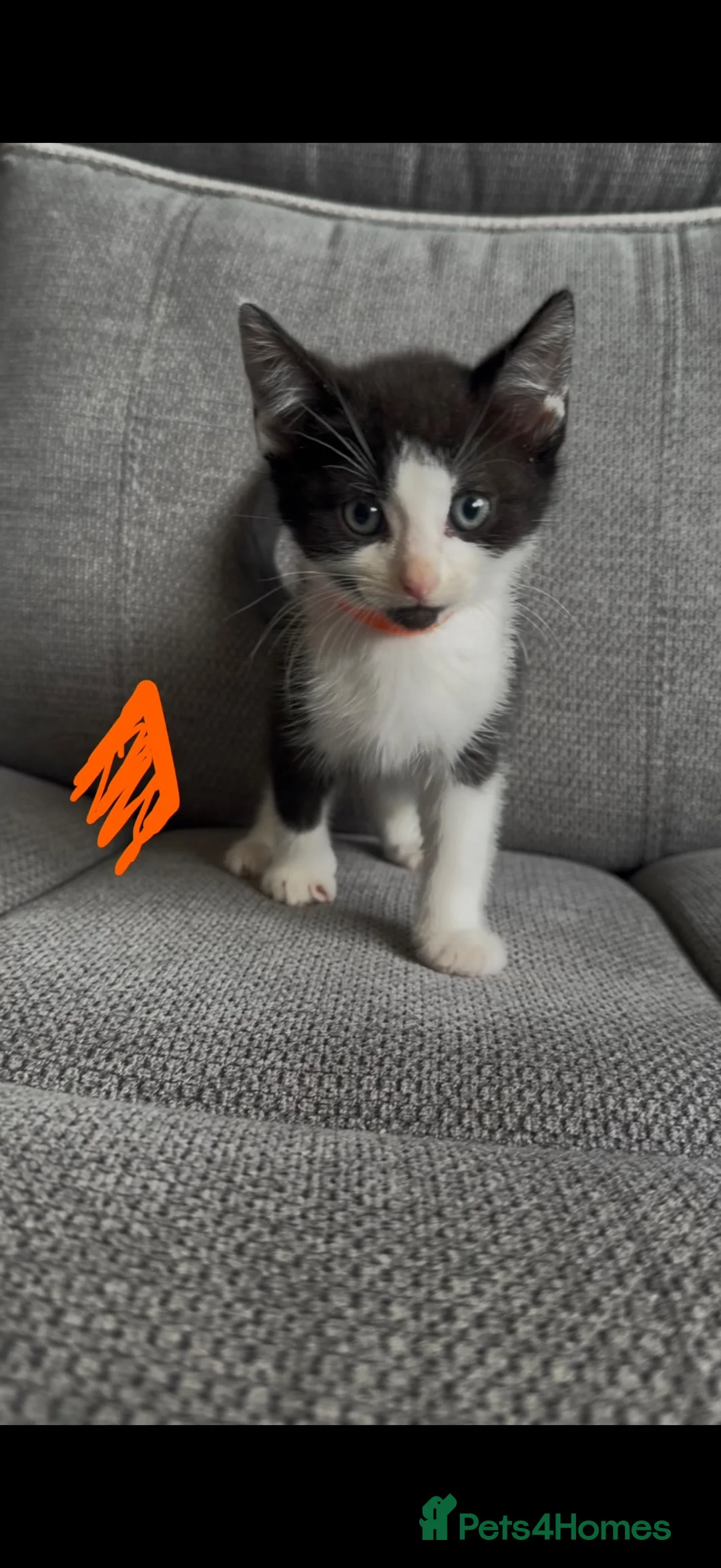 Mixed Breed cats for sale: Beautiful Tabby X Kittens🩷 - Advert 2