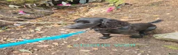 Cocker Spaniel dogs for sale: Cocker spaniel in Carlisle - Advert 5