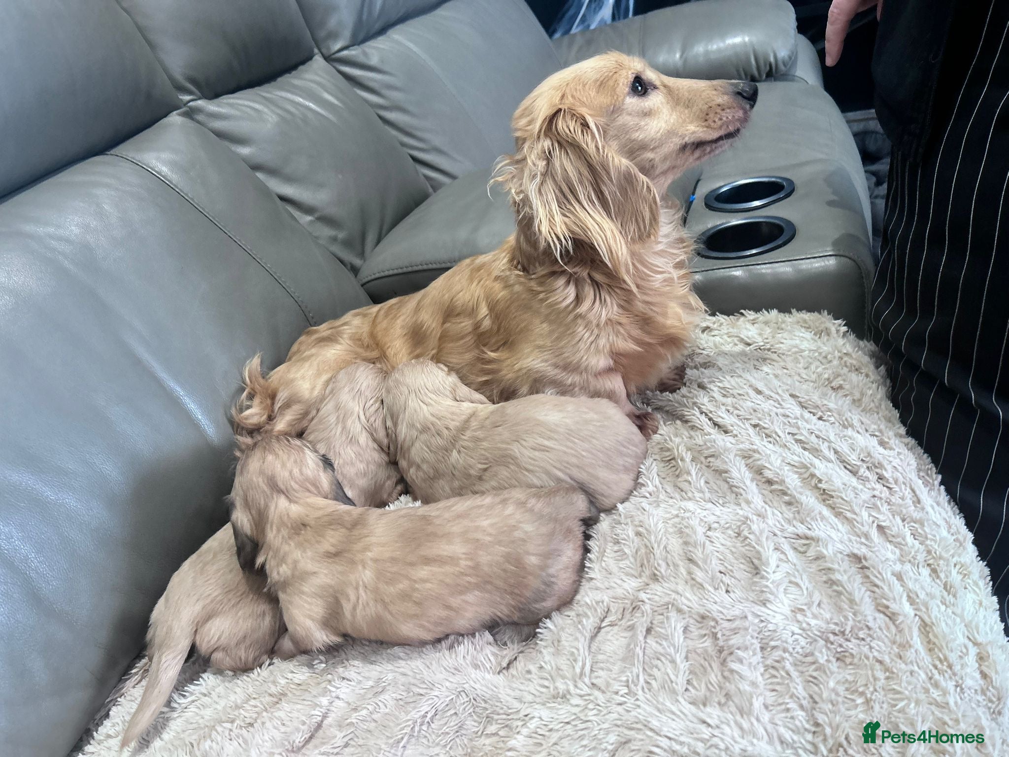 Dachshund dogs Longhaired KC registered cream amazing bloodline  - Advert 1