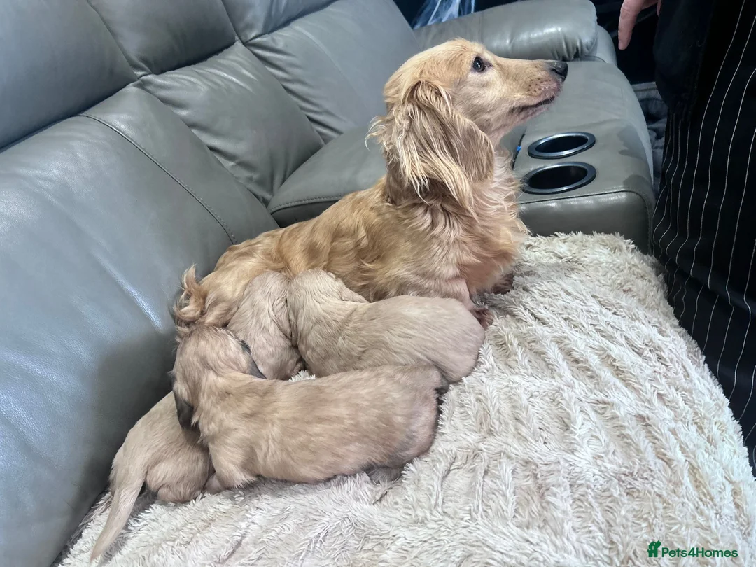 Dachshund dogs for sale: Longhaired KC registered cream amazing bloodline  in Southsea - Advert 1
