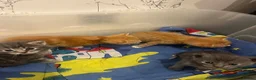European cats for sale: Cute kittens in Aldershot - Advert 6